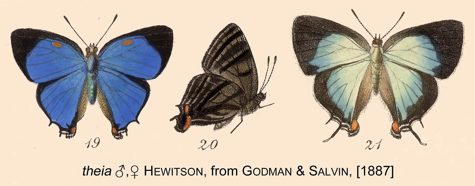 An 1887 book illustration of Theia.